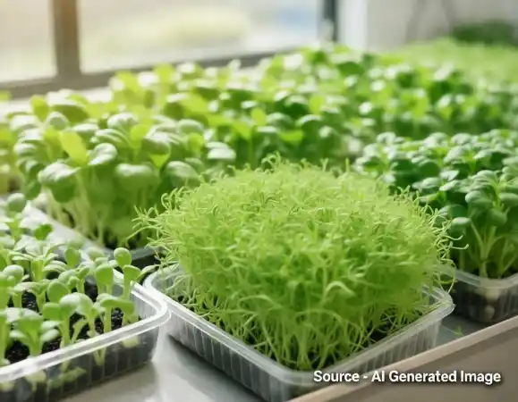 MicroGreens Business Idea In India as a Smart Indoor Farming Opportunity 2 gree 4 11zon